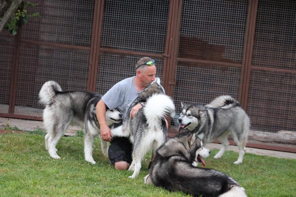 Dreamwolves Alaskan Malamute