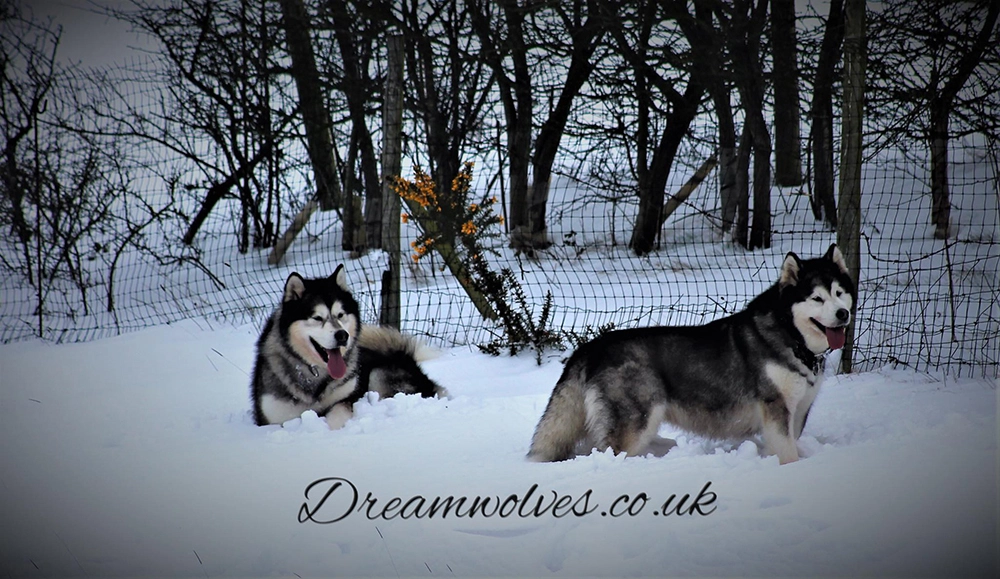 Dreamwolves Alaskan Malamute